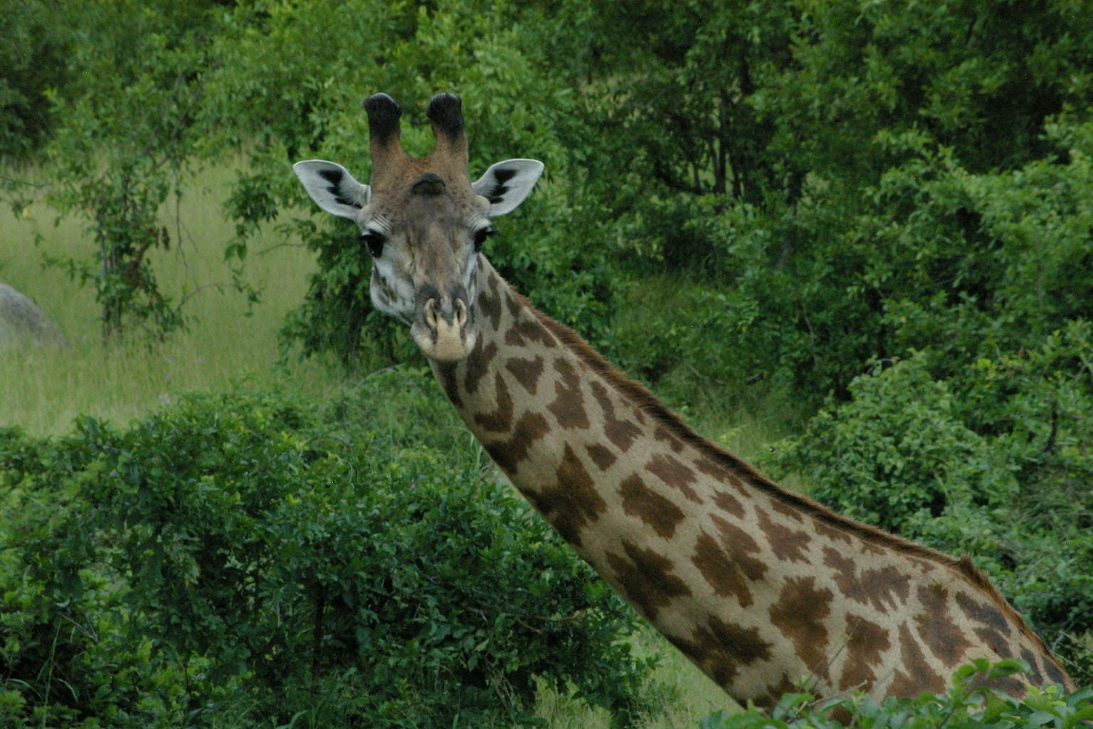 giraffe eyes Colors of Zanzibar